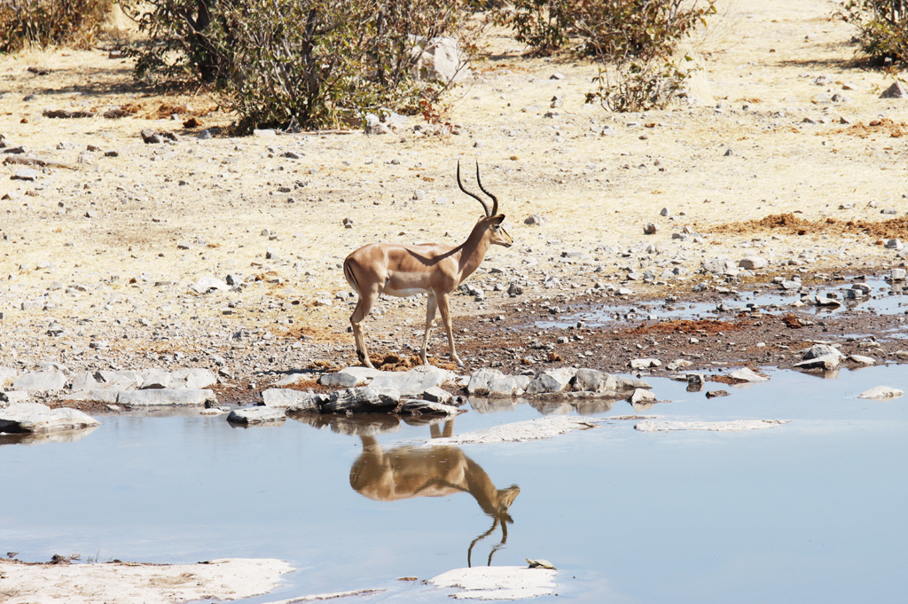 Fotografia antylopy nad wodopojem zrobiona w Parku Narodowym Etosha w Namibii, autorstwa Ani Wilanowskiej