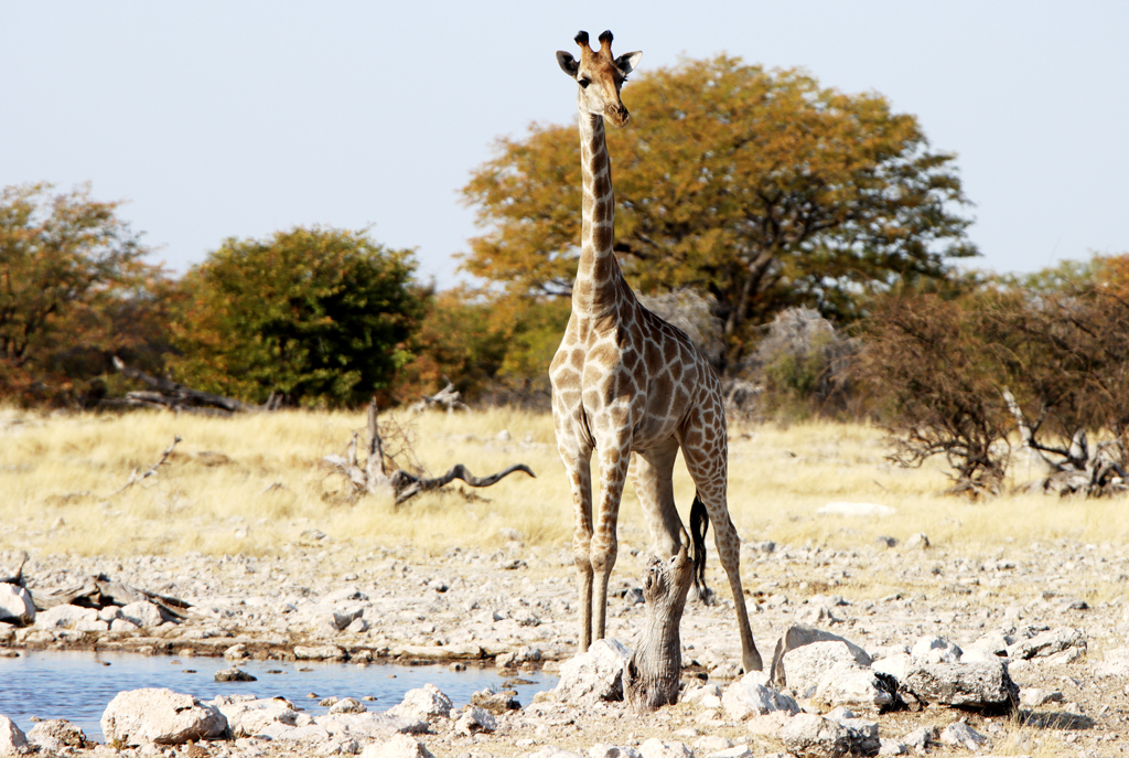 Fotografia żyrafy zrobiona w Namibii, autorstwa Ani Wilanowskiej