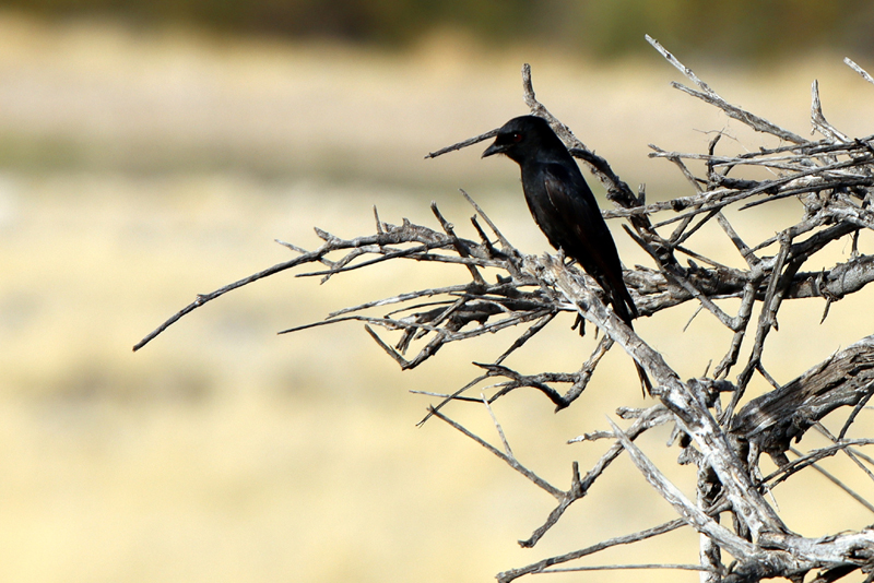 Fotografia ptaka Dziwogon żałobny zrobiona w Parku Narodowym Etosha w Namibii, autorstwa Ani Wilanowskiej