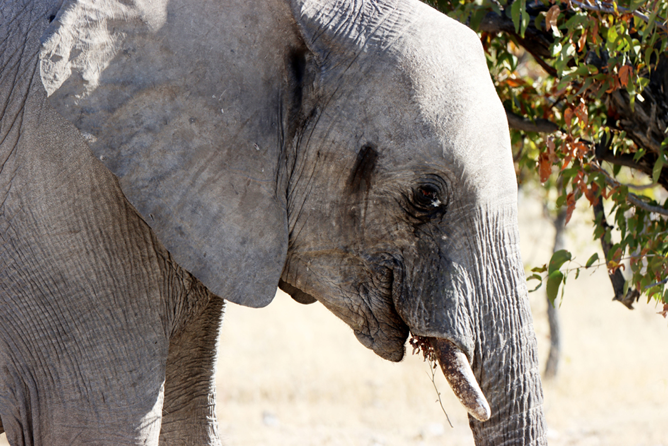 Fotografia słonia zrobiona w Parku Narodowym Etosha w Namibii, autorstwa Ani Wilanowskiej