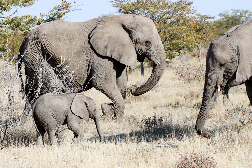 Fotografia słoni zrobiona w Namibii, autorstwa Ani Wilanowskiej