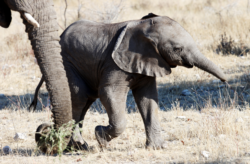 Fotografia słoni zrobiona w Parku Narodowym Etosha w Namibii, autorstwa Ani Wilanowskiej