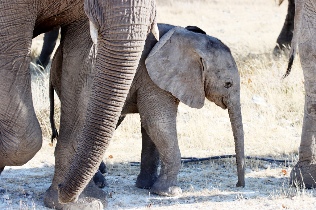 Fotografia słoni zrobiona w Parku Narodowym Etosha w Namibii, autorstwa Ani Wilanowskiej
