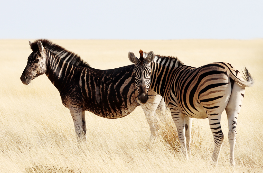 Fotografia zebr zrobiona w Namibii, autorstwa Ani Wilanowskiej