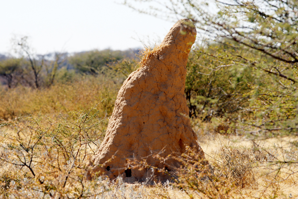 Fotografia termitiery zrobiona w Namibii, autorstwa Ani Wilanowskiej