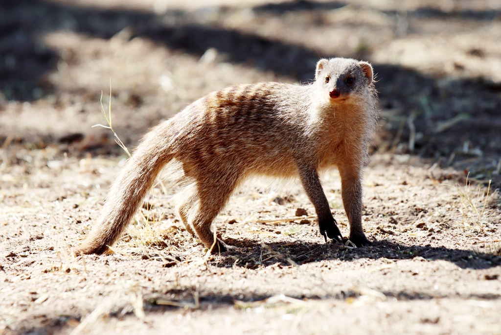 Fotografia zwierzęcia zrobiona w Namibii, autorstwa Ani Wilanowskiej