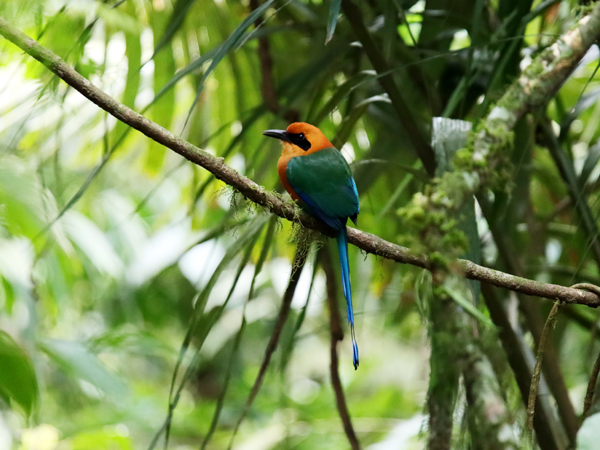 Fotografia kolorowego ptaka Motmot w junglii zrobiona w Kostaryce, autorstwa Ani Wilanowskiej