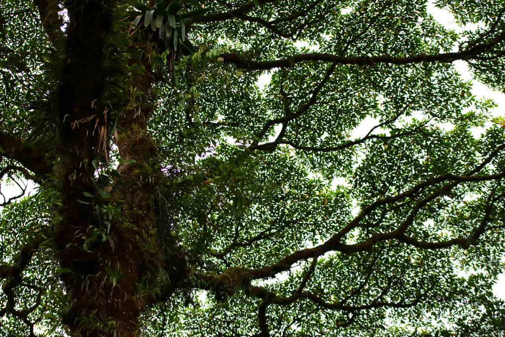 Fotografia korony drzewa w junglii zrobiona w Kostaryce, autorstwa Ani Wilanowskiej