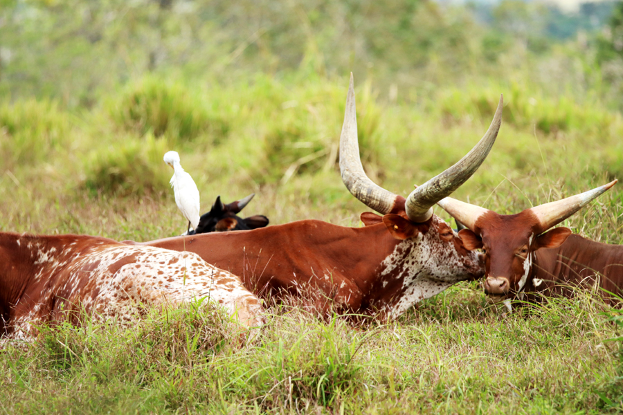 Fotografia bydła zrobiona w Kostaryce, autorstwa Ani Wilanowskiej