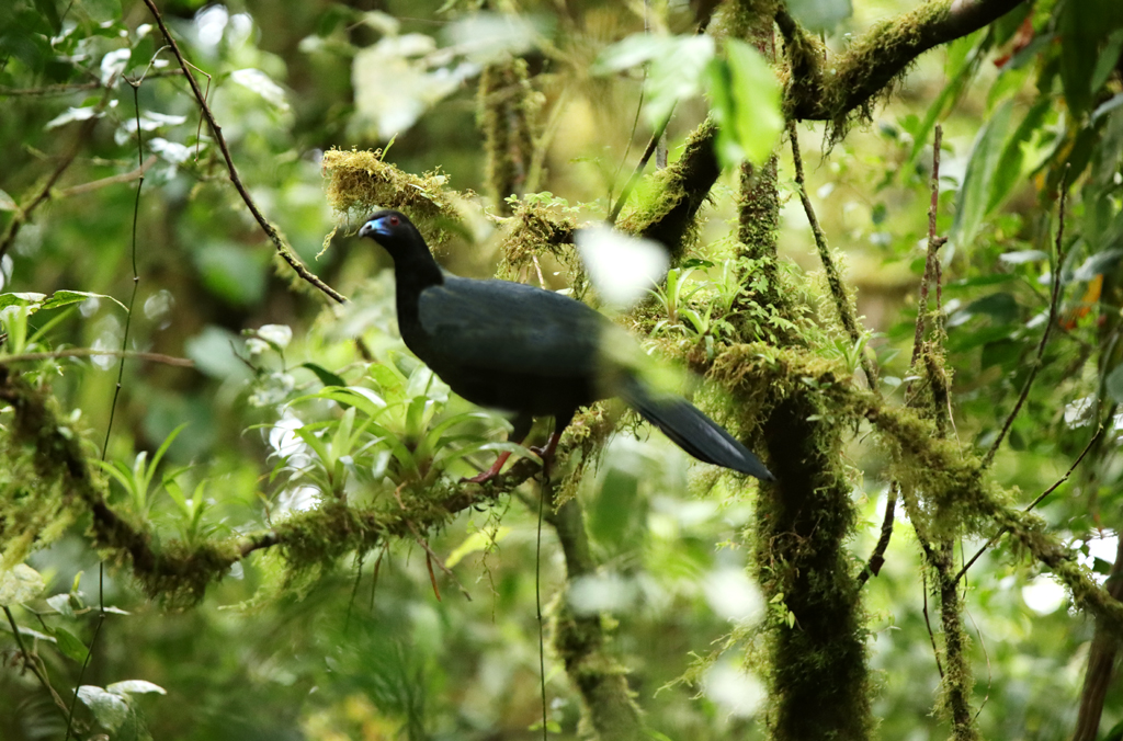 Fotografia czarnego ptaka w junglii zrobiona w Kostaryce, autorstwa Ani Wilanowskiej