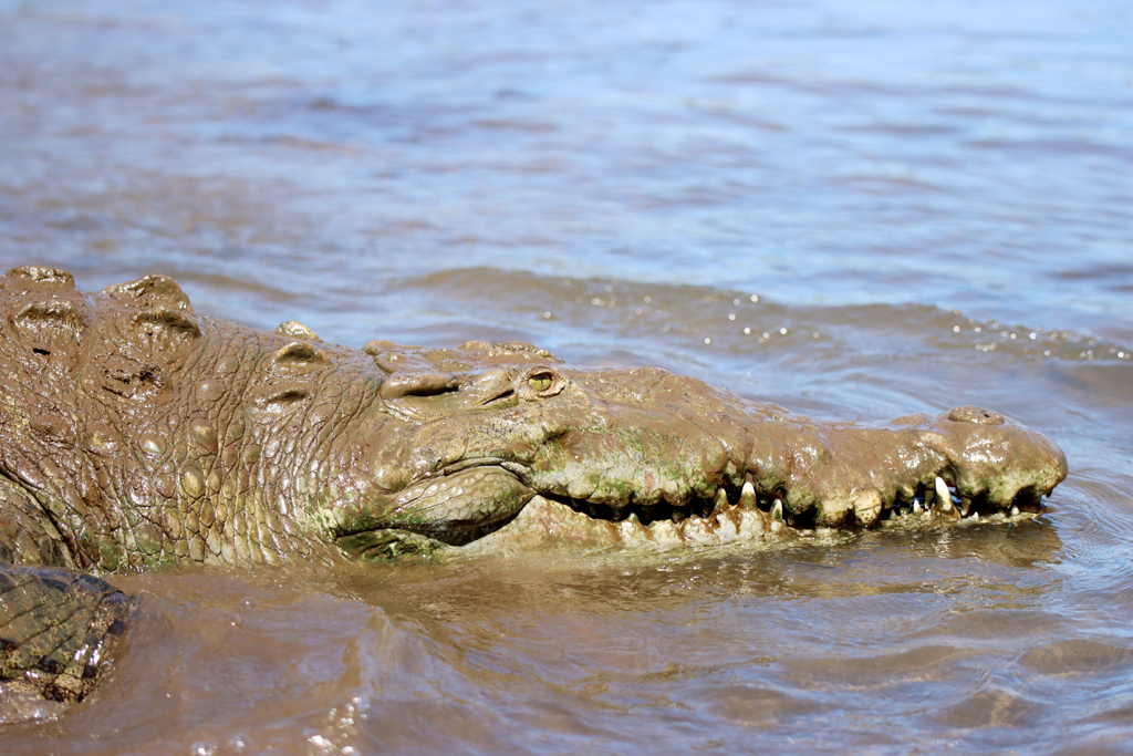 Fotografia krokodyla w pobliżu Crocodile Bridge zrobiona w Kostaryce, autorstwa Ani Wilanowskiej