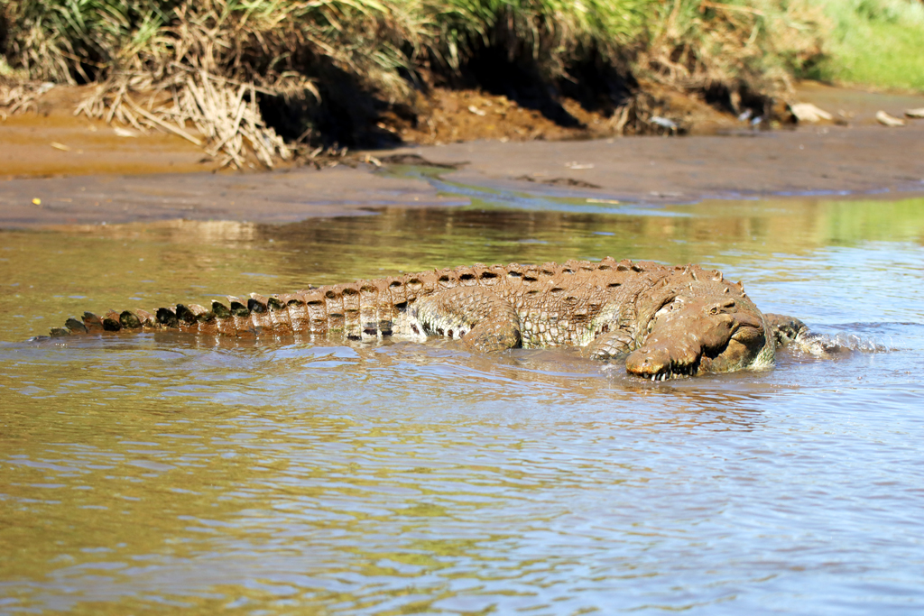Fotografia krokodyla w pobliżu Crocodile Bridge zrobiona w Kostaryce, autorstwa Ani Wilanowskiej