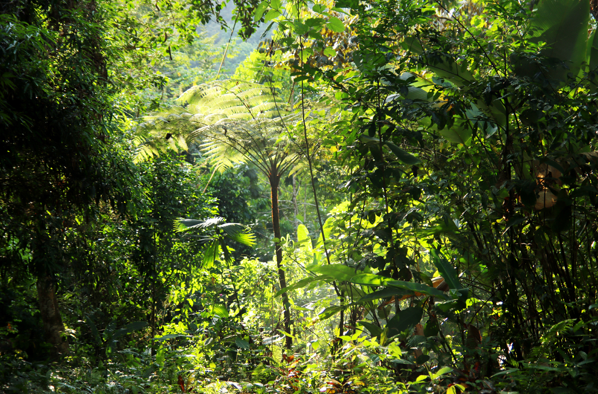 Fotografia junglii zrobiona w Kostaryce, autorstwa Ani Wilanowskiej
