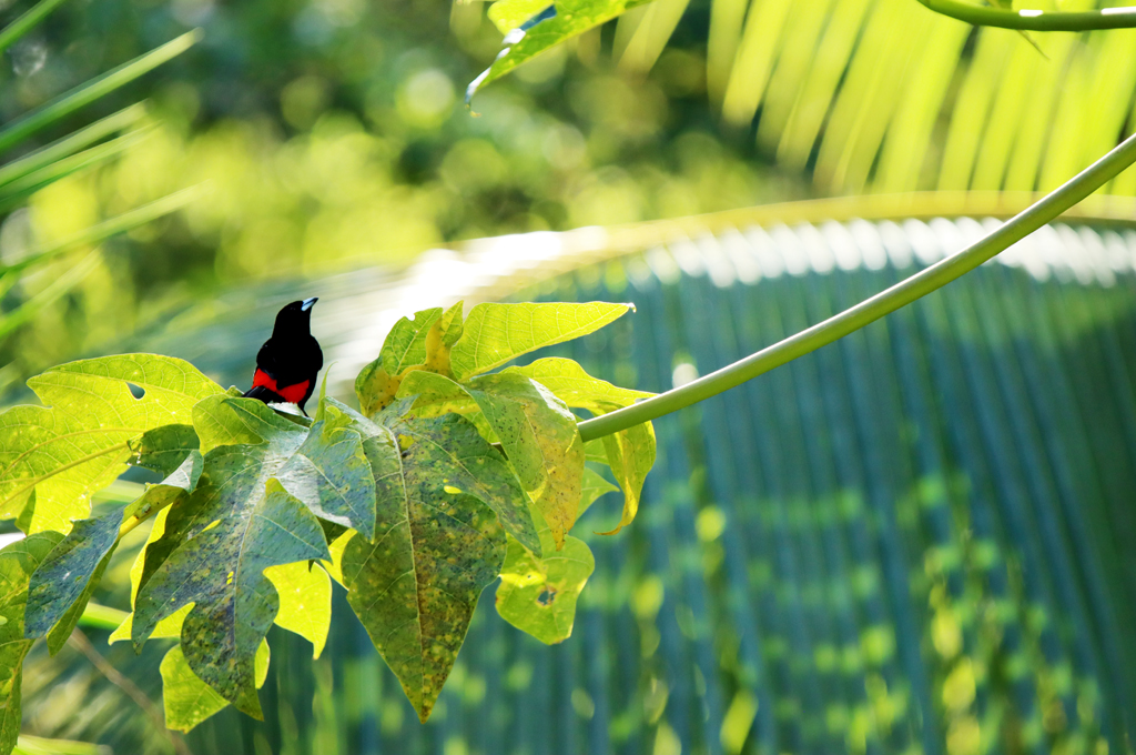 Fotografia ptaka Scarlet-rumped tanager w junglii zrobiona w Kostaryce, autorstwa Ani Wilanowskiej