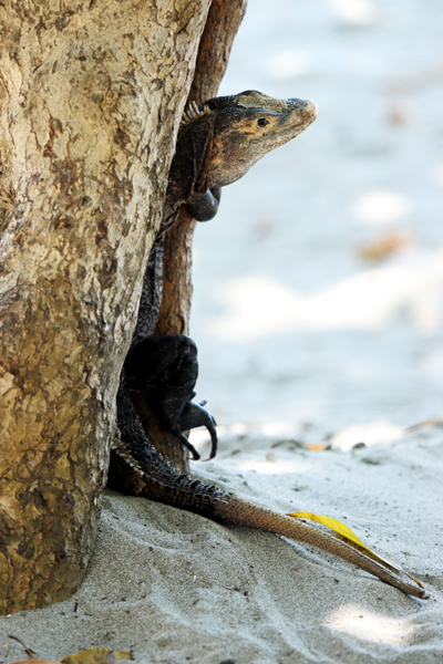 Fotografia jaszczurki zrobiona na plaży w Kostaryce, autorstwa Ani Wilanowskiej