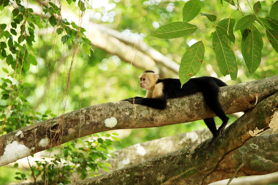 Fotografia małpy w junglii zrobiona w Kostaryce, autorstwa Ani Wilanowskiej