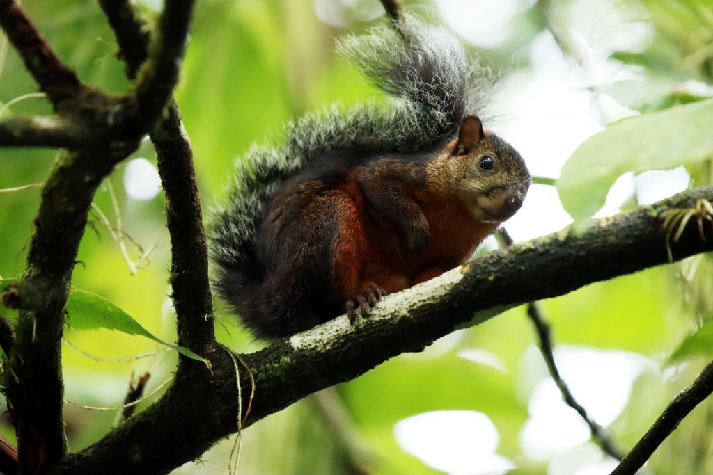 Fotografia wiewiórki na drzewie w junglii zrobiona w Kostaryce, autorstwa Ani Wilanowskiej
