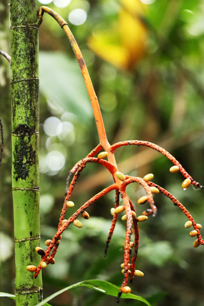 Fotografia roślinności w junglii zrobiona w Kostaryce, autorstwa Ani Wilanowskiej