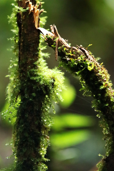 Fotografia roślinności w junglii zrobiona w Kostaryce, autorstwa Ani Wilanowskiej