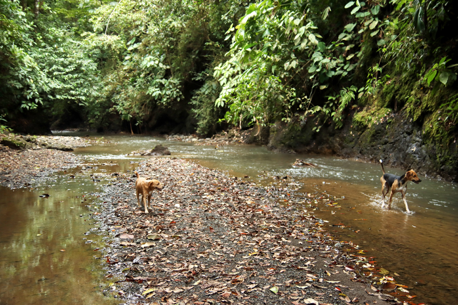 Fotografia strumienia w junglii zrobiona w Kostaryce, autorstwa Ani Wilanowskiej