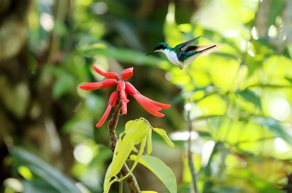 Fotografia kolibra w junglii zrobiona w Kostaryce, autorstwa Ani Wilanowskiej