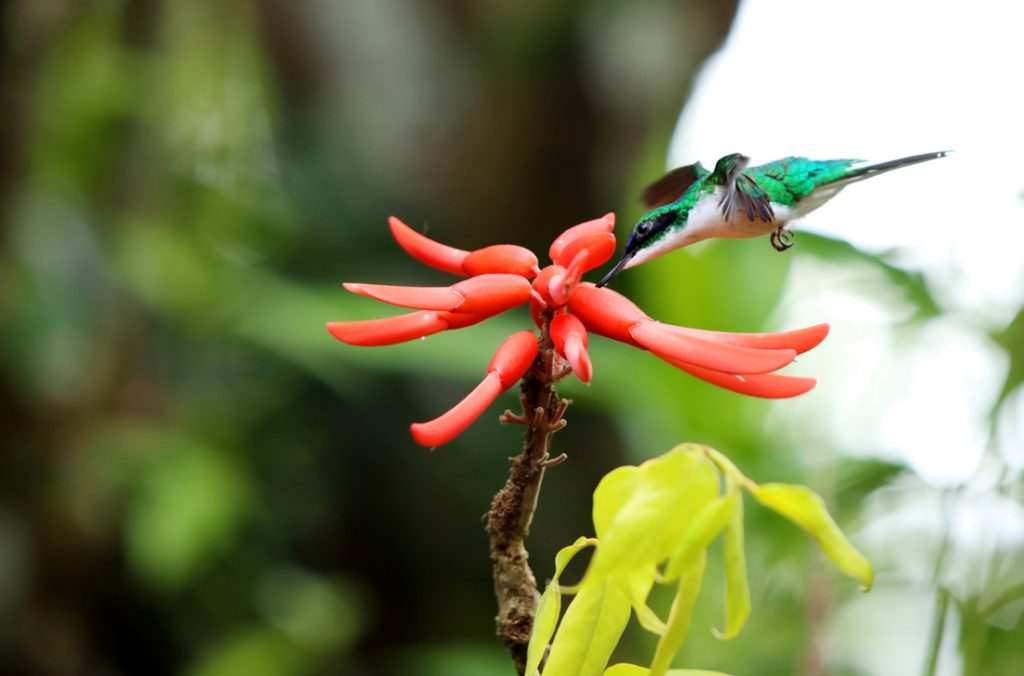Fotografia kolibra w junglii zrobiona w Kostaryce, autorstwa Ani Wilanowskiej