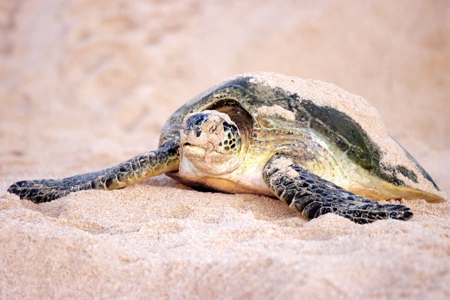 Fotografia żółwia w Ras Al Jinz zrobiona w Omanie, autorstwa Ani Wilanowskiej