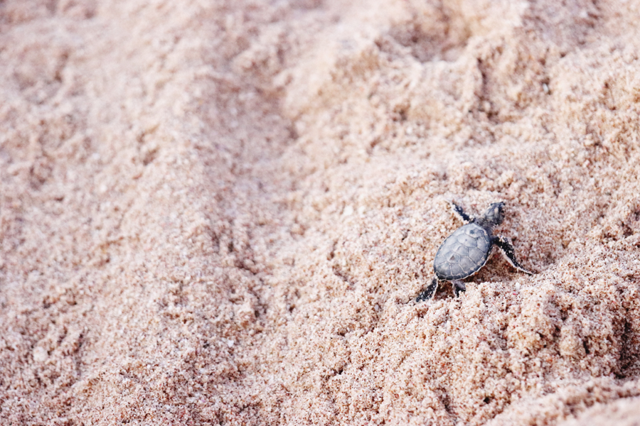 Fotografia żółwia w Ras Al Jinz zrobiona w Omanie, autorstwa Ani Wilanowskiej