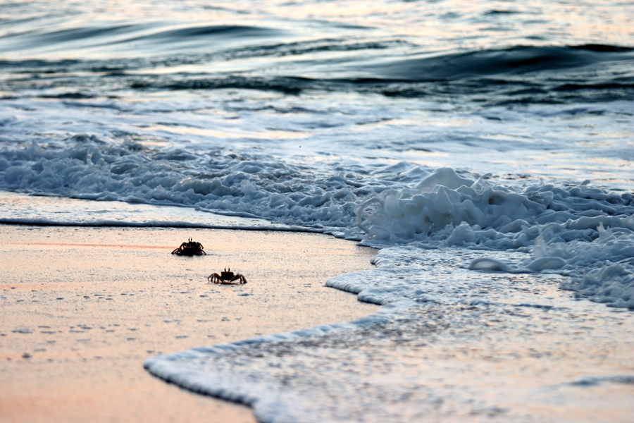 Fotografia krabów w Ras Al Jinz zrobiona w Omanie, autorstwa Ani Wilanowskiej