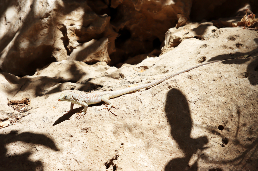 Fotografia jaszczurki zrobiona w Omanie, autorstwa Ani Wilanowskiej
