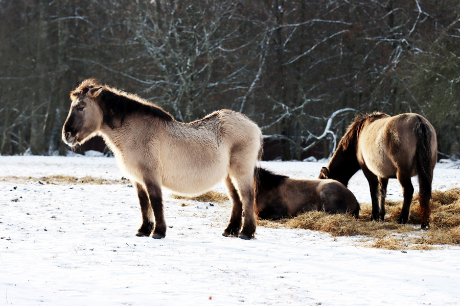 Fotografia koni zimą zrobiona w Białowieży, autorstwa Ani Wilanowskiej