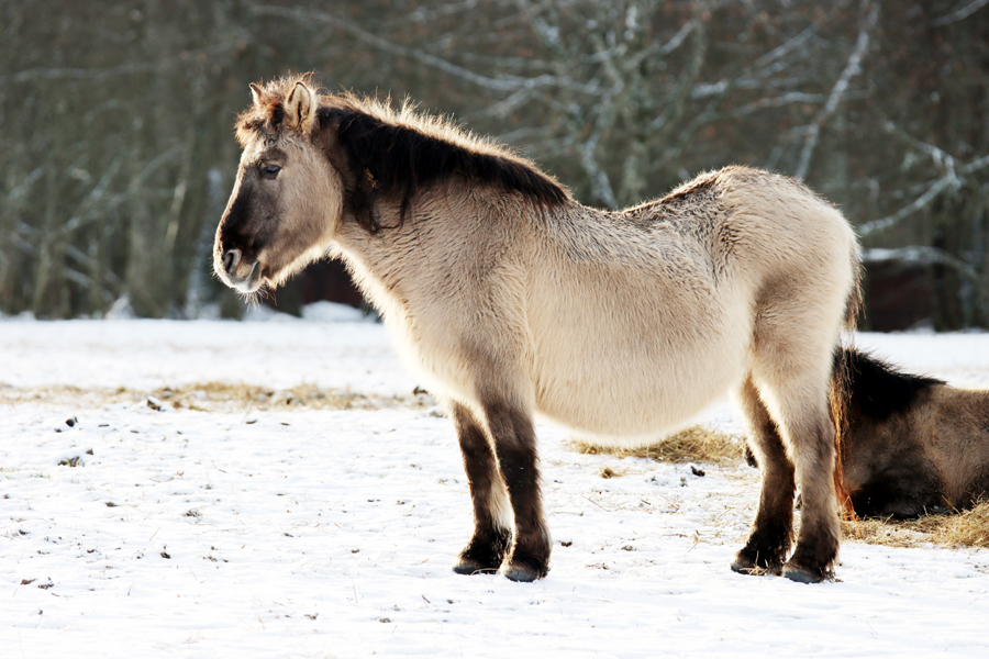 Fotografia koni zimą zrobiona w Białowieży, autorstwa Ani Wilanowskiej