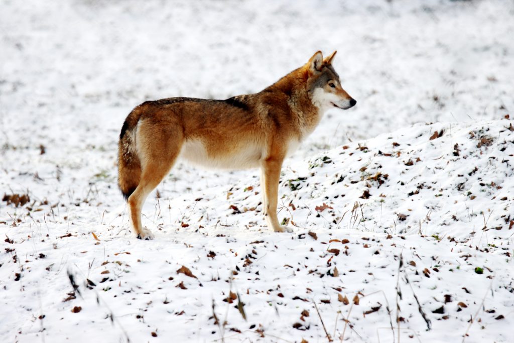 Fotografia wilka zimą zrobiona w Białowieży, autorstwa Ani Wilanowskiej