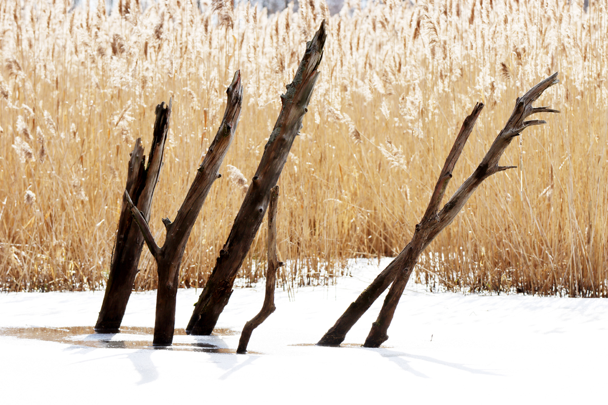Fotografia zimy zrobiona w Białowieży, autorstwa Ani Wilanowskiej