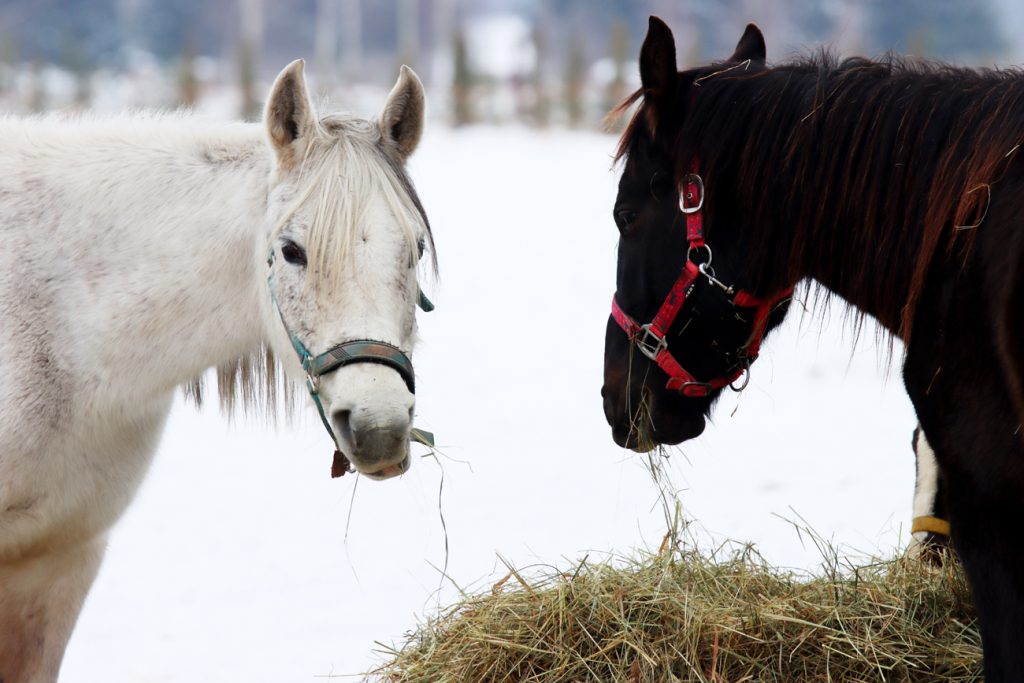 Fotografia koni zimą zrobiona w Warszawie, autorstwa Ani Wilanowskiej