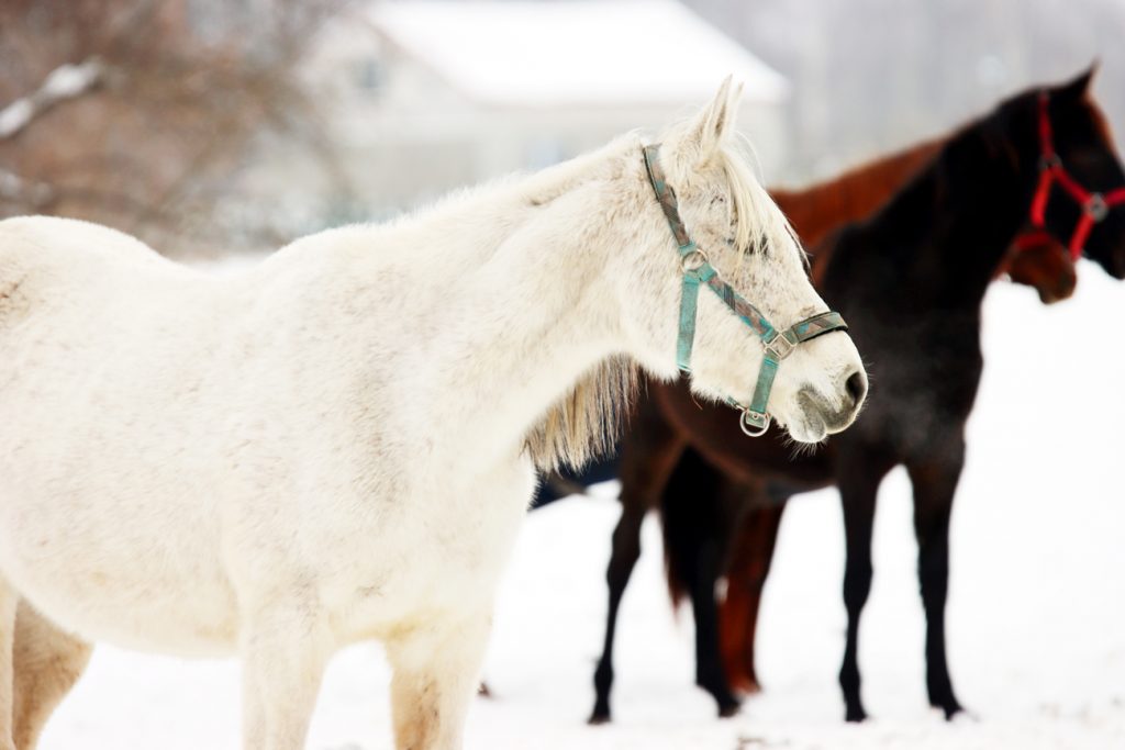 Fotografia koni zimą zrobiona w Warszawie, autorstwa Ani Wilanowskiej