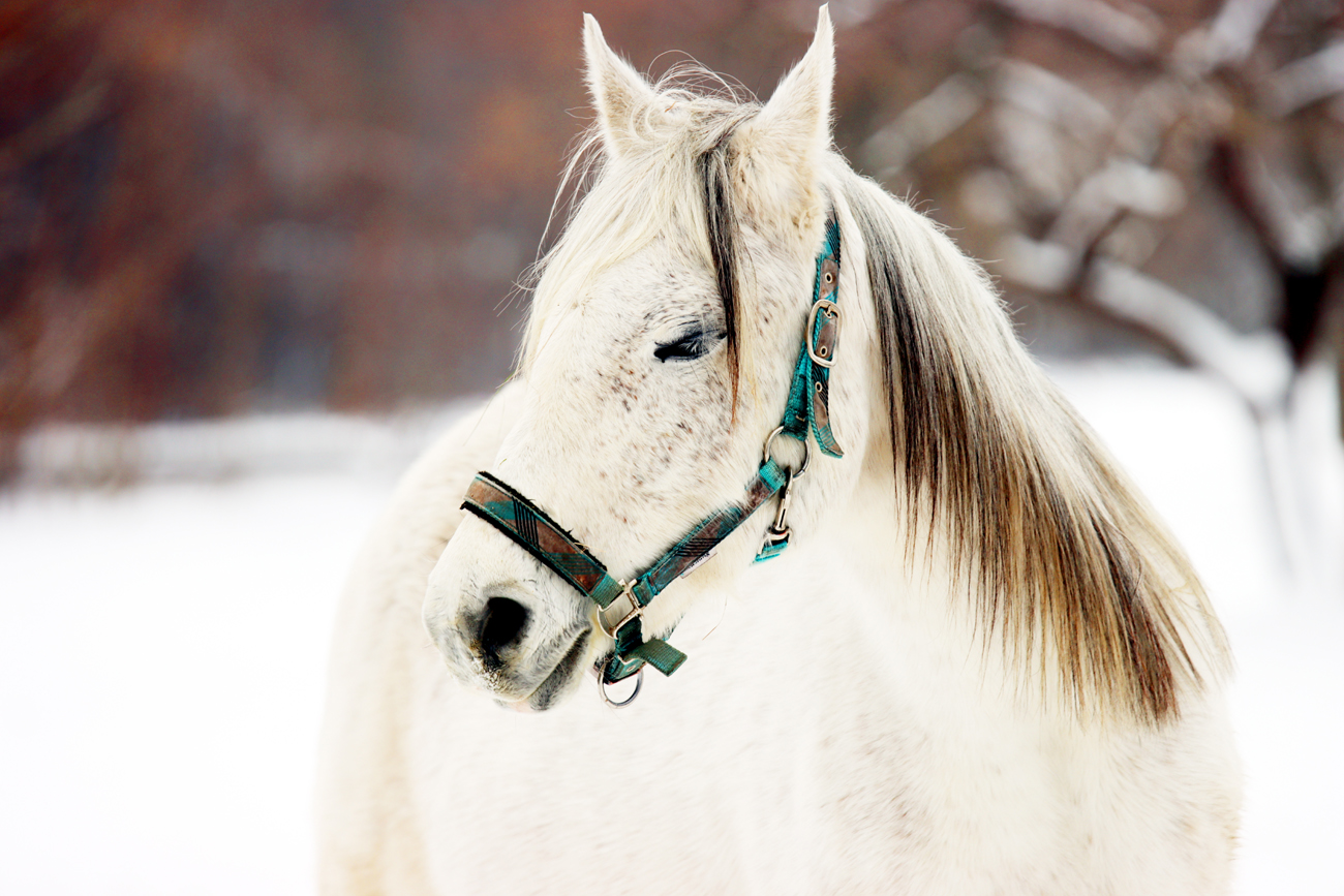 Fotografia konia zimą zrobiona w Warszawie, autorstwa Ani Wilanowskiej