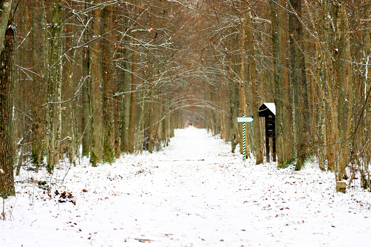 Fotografia lasu zimą zrobiona w Białowieży, autorstwa Ani Wilanowskiej