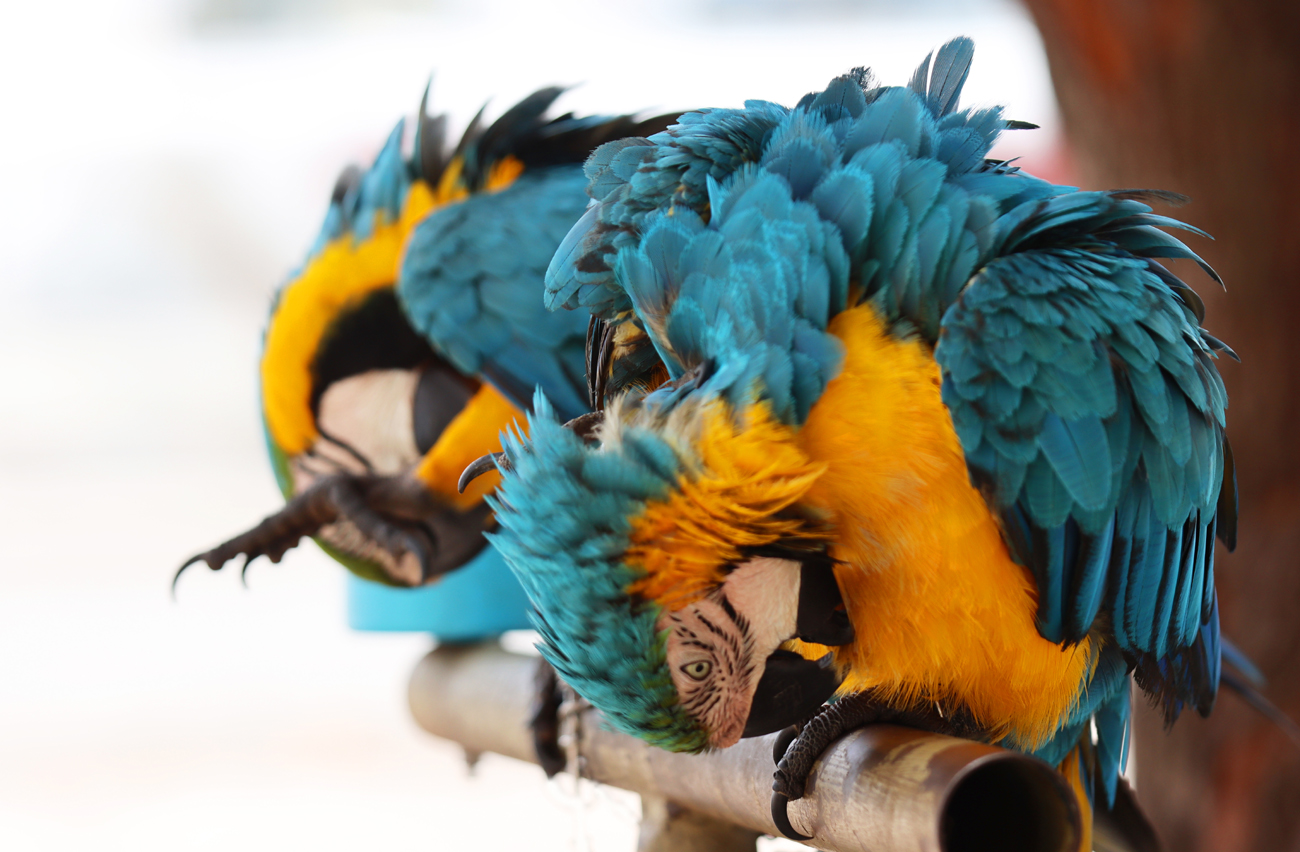Fotografia papug zrobiona na Malediwach na wyspie Maafushi, autorstwa Ani Wilanowskiej