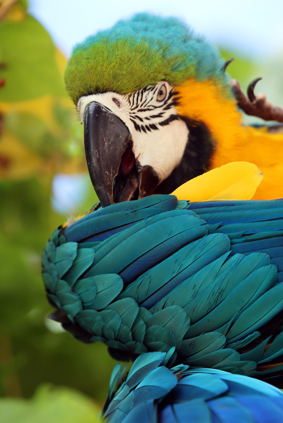 Fotografia papugi zrobiona na Malediwach na wyspie Maafushi, autorstwa Ani Wilanowskiej