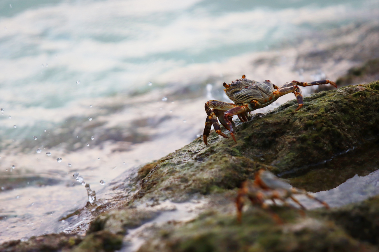 Fotografia krabów zrobiona na Malediwach, autorstwa Ani Wilanowskiej