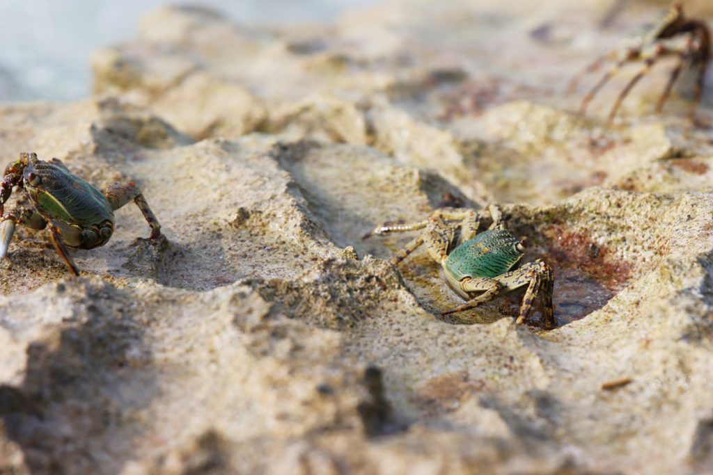 Fotografia krabów zrobiona na Malediwach, autorstwa Ani Wilanowskiej