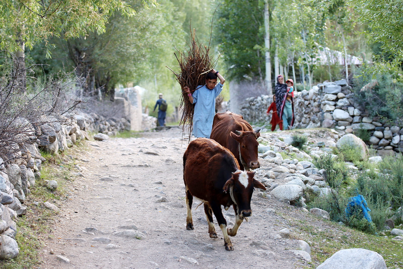 Zdjęcie chłopca i krów w regionie Gilgit-Baltistan w Pakistanie autorstwa Anny Wilanowskiej