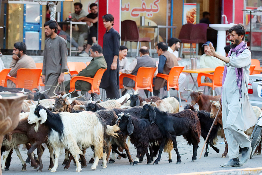 Zdjęcie ludzi i kóz zrobione w regionie Gilgit-Baltistan w Pakistanie autorstwa Anny Wilanowskiej