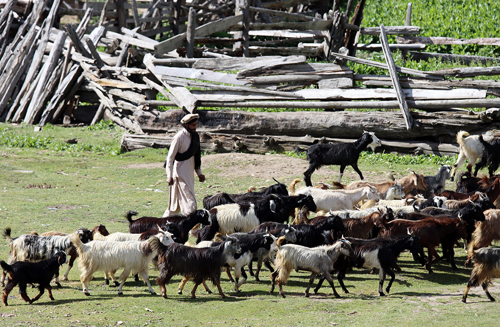 Zdjęcie stada kóz w Fairy Meadows w Pakistanie autorstwa Anny Wilanowskiej