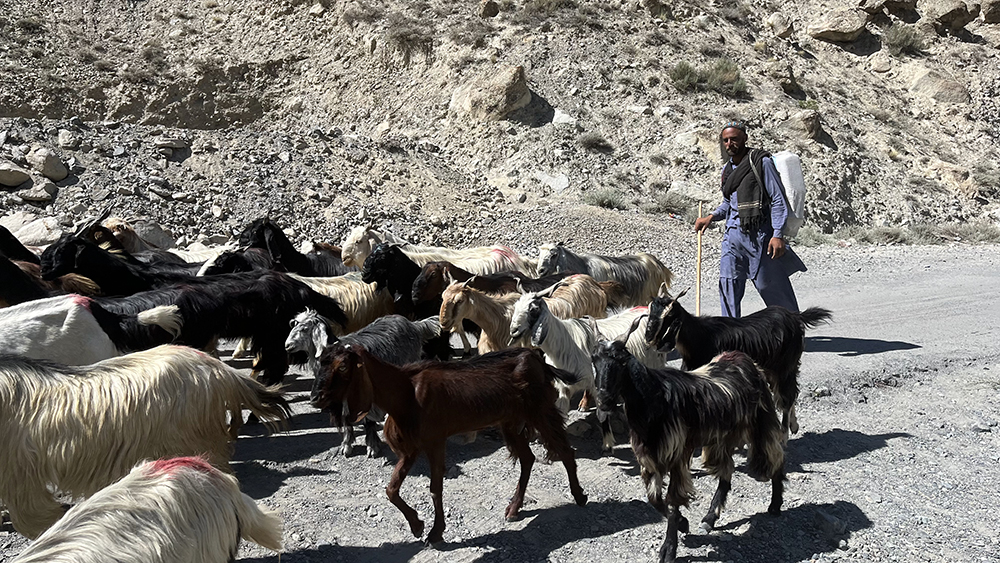 Zdjęcie pasterza i stada owiec zrobione w regionie Gilgit-Baltistan w Pakistanie autorstwa Anny Wilanowskiej