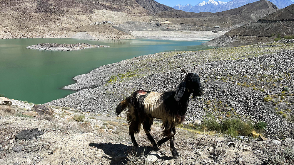 Zdjęcie owcy zrobione w regionie Gilgit-Baltistan w Pakistanie autorstwa Anny Wilanowskiej