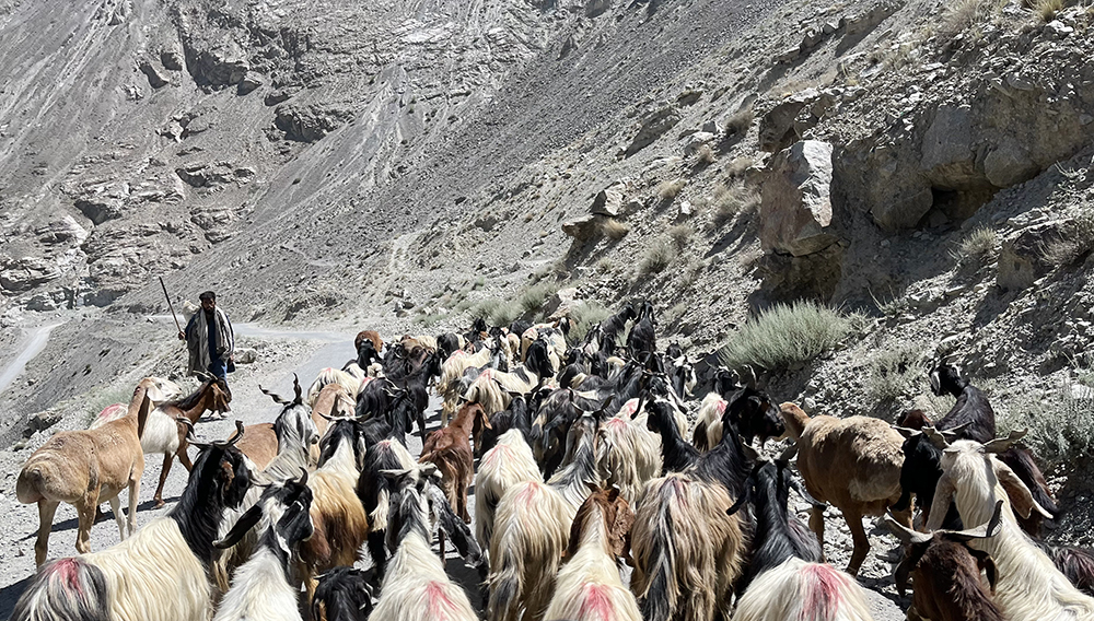 Zdjęcie stada owiec zrobione w regionie Gilgit-Baltistan w Pakistanie autorstwa Anny Wilanowskiej