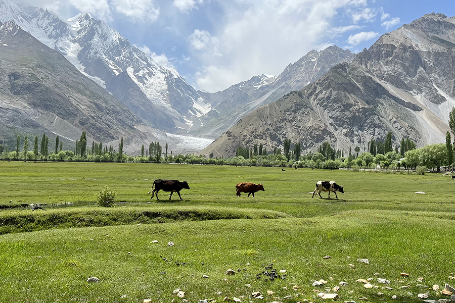 Zdjęcie krów na tle gór zrobione w regionie Gilgit-Baltistan w Pakistanie autorstwa Anny Wilanowskiej