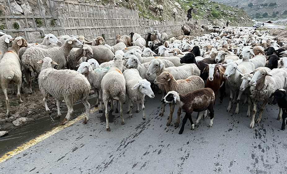 Zdjęcie stada owiec zrobione w regionie Gilgit-Baltistan w Pakistanie autorstwa Anny Wilanowskiej